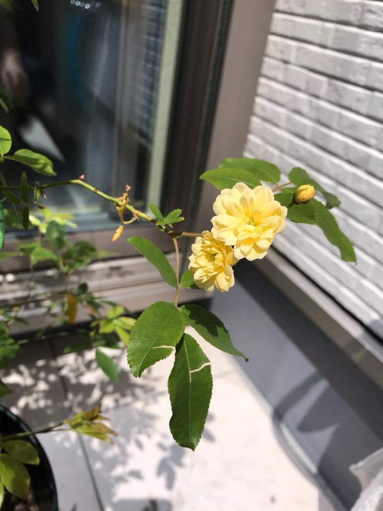 黄モッコウバラの投稿画像 By Ema Mamaさん 花芽と黄モッコウバラ とモッコウバラ とグリーンのある暮らしとインテリアと植物とおうち園芸と黄色い 花と鉢植えと花のある暮らしとバラ ミニバラとグリーン 月4月14日 Greensnap グリーンスナップ