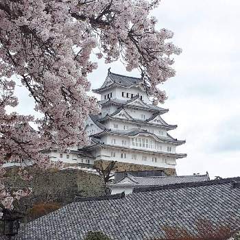 桜と姫路城の投稿画像一覧 Greensnap グリーンスナップ