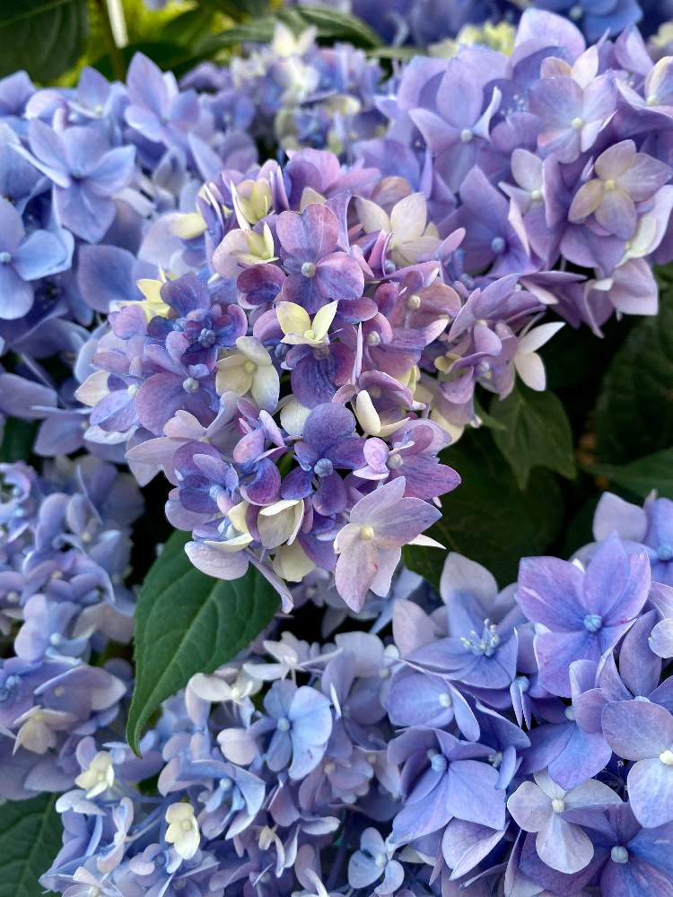 アジサイの投稿画像 By さいたまさん テマリ咲き多花性アジサイとアジサイ てててまりと一輪の魅力と毎日 紫陽花と碧い輝きと紫陽花が大好き と近所の園芸店とイキイキ と小さい花の癒し と皆様に心から感謝 と花のある暮らしと花びらの魅力 と紫色の花に