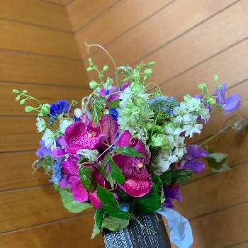 グレープアイビーの投稿画像一覧 Greensnap グリーンスナップ