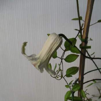 花工房たんぽぽのアルバム Greensnap グリーンスナップ