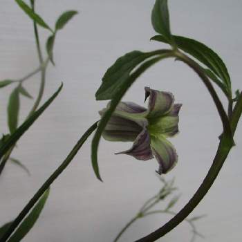 花工房たんぽぽのアルバム Greensnap グリーンスナップ