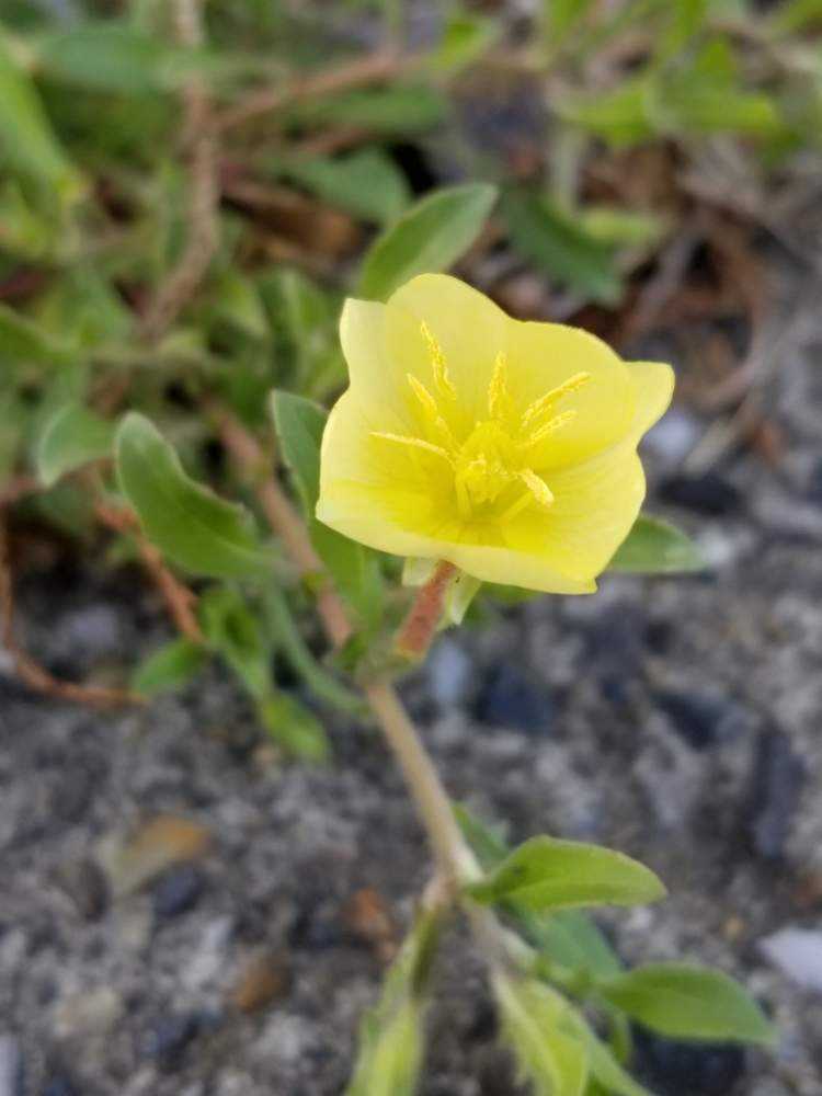 植物の衣替え 春の花の時期を終えて Greensnap グリーンスナップ