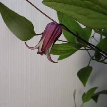 花工房たんぽぽのアルバム Greensnap グリーンスナップ