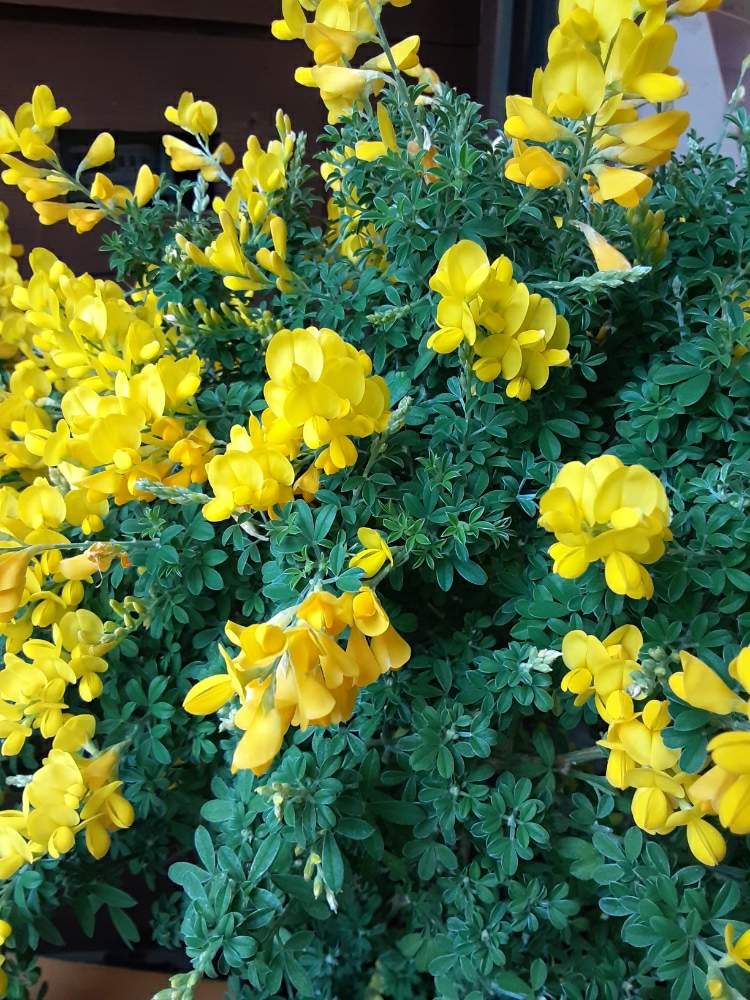 エニシダの投稿画像 By 39manさん 春のお花とまだまだ咲きますと花言葉と花屋新米と育てやすいお花と花の名前を覚えると初夏のお花と本日の入荷 月4月14日 Greensnap グリーンスナップ