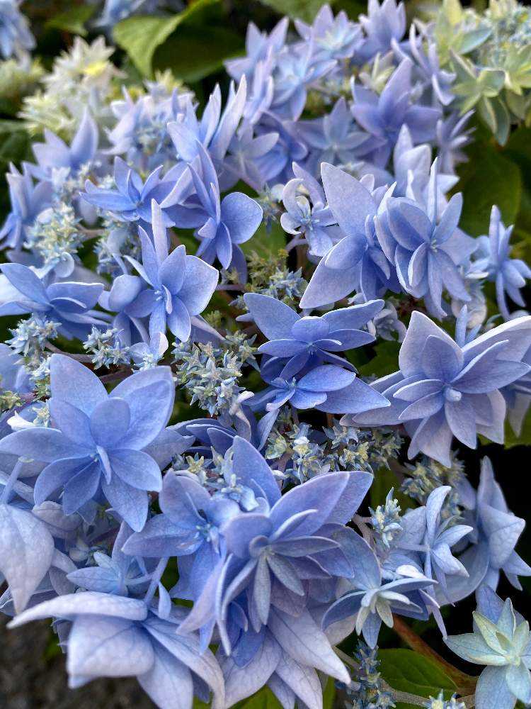 ヤマアジサイ 美方八重の投稿画像 By さいたまさん ハイドランジア 美方八重と紫陽花と一輪の魅力と毎日 紫陽花と麗子ワールドと碧い輝きと紫陽花が大好き と近所の園芸店とイキイキ と小さい花の癒し と皆様に心から感謝 と花のある暮らしと花びらの魅力