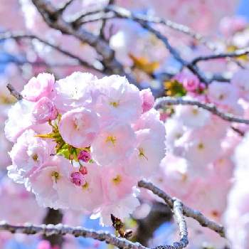 2020さくらスペシャルの画像 by ピッチさん | 紅笠桜とFUJIFILM X-T2と2020桜フォトコンと2020さくらスペシャルと紅笠桜(ベニガサザクラ)とさくらさくら咲け咲けさくらとさくら さくらとさくら 桜 サクラと桜さくらサクラとさくら桜サクラ