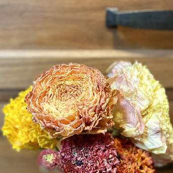 ヤバイキュラスの投稿画像一覧 Greensnap グリーンスナップ