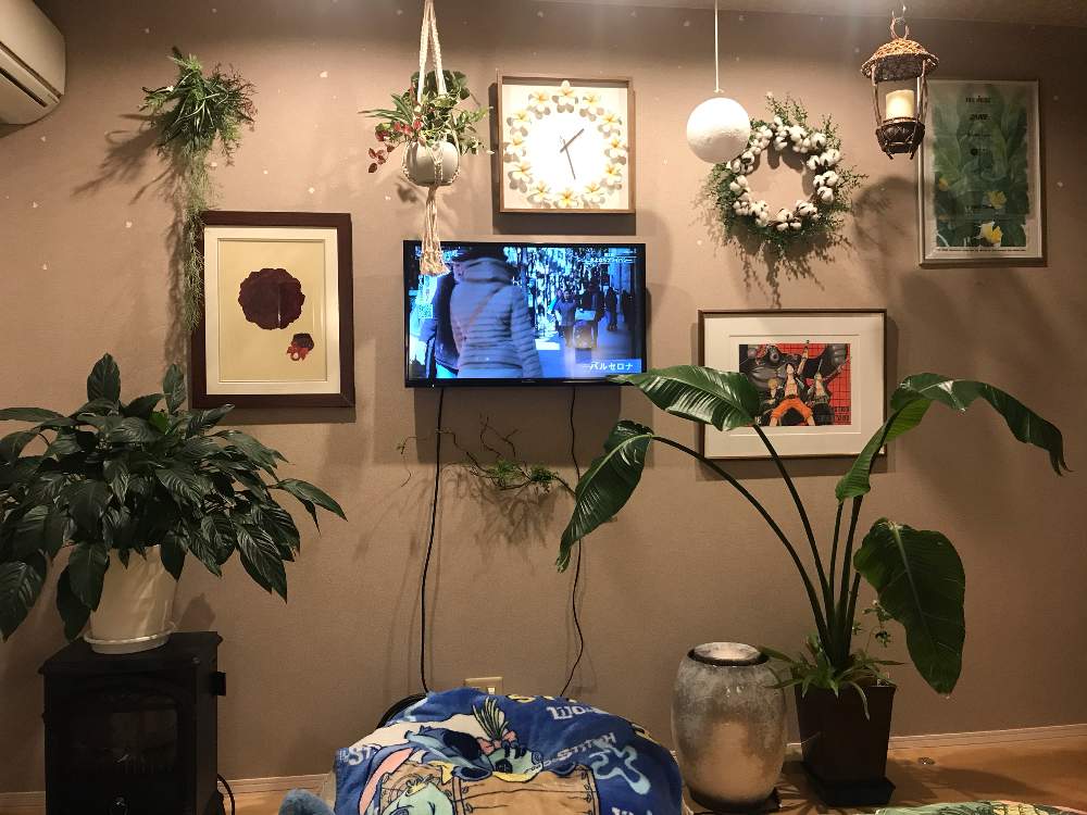 観葉植物の投稿画像 By 藤 峰子さん 花のある暮らし 月4月15日 Greensnap グリーンスナップ 観葉植物の投稿画像 By 藤 峰子さん 花のある暮らし 月4月15日 Greensnap グリーンスナップ