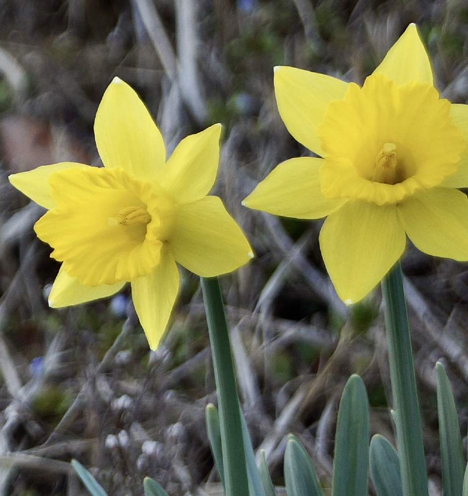 スイセンの投稿画像 By チョコさん 水仙と 秋植え球根 フォトコンテスト 月4月15日 Greensnap グリーンスナップ