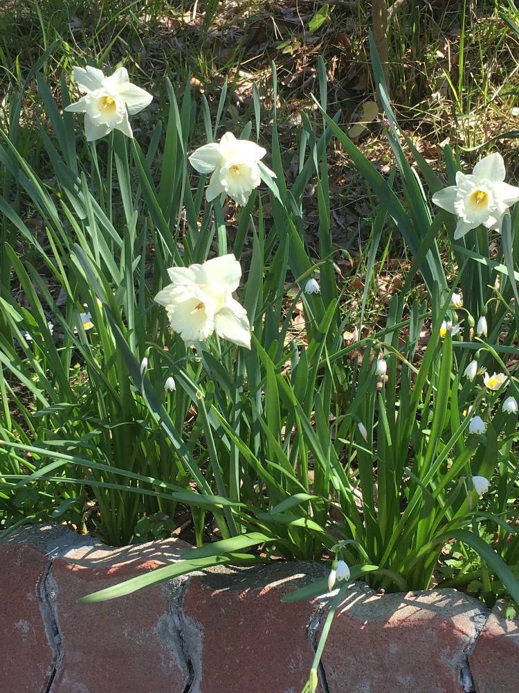 スイセンの投稿画像 By Manabeさん 白い花とヒガンバナ科とスイセン属とヒガンバナ科スイセン属とお出かけ先と白い花とヒガンバナ科とスイセン 属とヒガンバナ科スイセン属 月4月15日 Greensnap グリーンスナップ Greensnap グリーンスナップ スイセンの投稿画像 By Manabeさん 白い花とヒガンバナ科とスイセン属とヒガンバナ科スイセン属とお出かけ先と白い花とヒガンバナ科とスイセン 属とヒガンバナ科スイセン属 月4月15日 Greensnap グリーンスナップ Greensnap グリーンスナップ