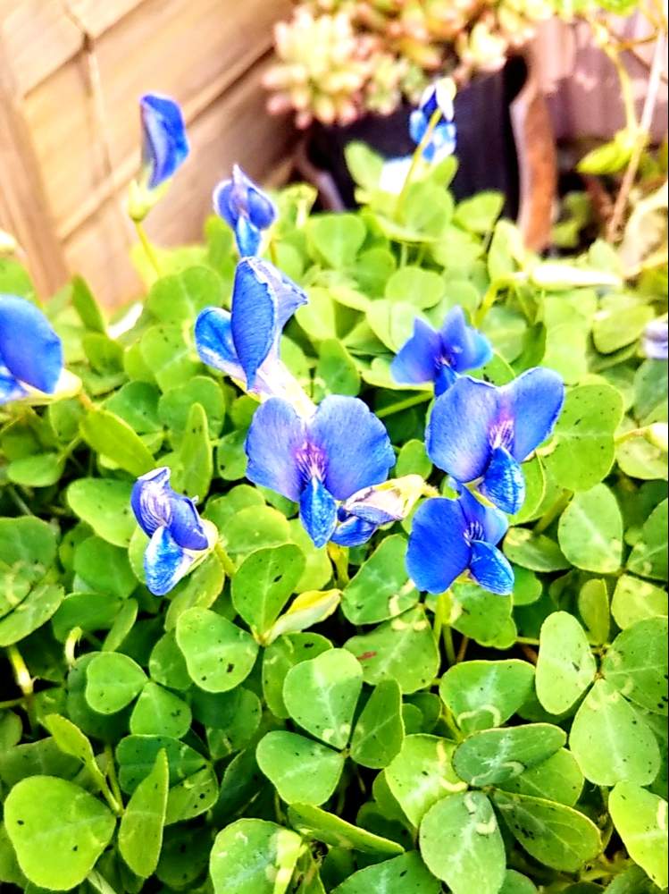 ブルークローバーの投稿画像 By 南の風さん 青い花好きと暑さに負けるなと幸せのクローバーと青い花とおうち園芸と おうち園芸 フォトコンテストとお花見シェアとクローバー と花のある暮らしと青い花マニアとかわいい花とブルークローバーのお花と池袋で買った植物
