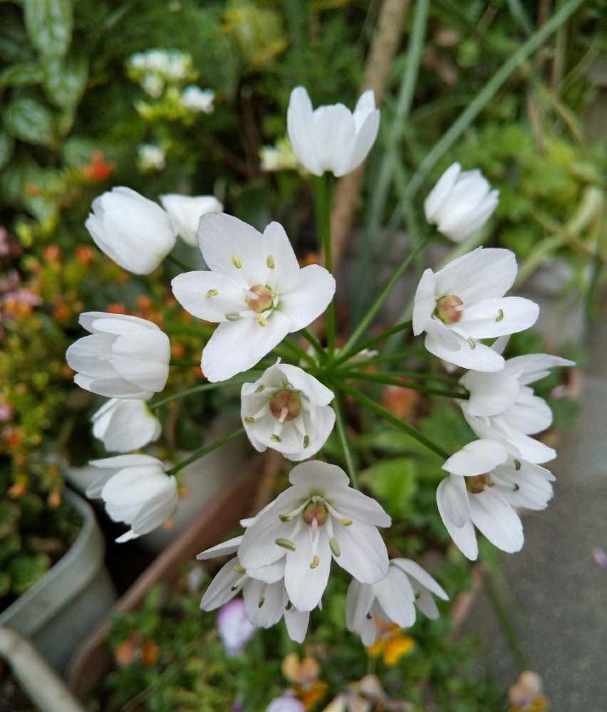 アリウムの投稿画像 By カタカゴさん 白い花と白が好きとありがとう医療従事者の方々と医療 介護の皆様に感謝 月4月15日 Greensnap グリーンスナップ