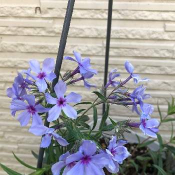 つるはなしのぶの投稿画像一覧 Greensnap グリーンスナップ