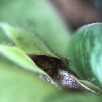 パフィオペディラム リアの投稿画像一覧 Greensnap グリーンスナップ