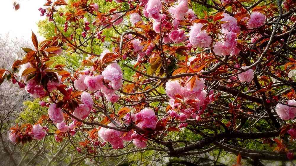 振袖】ピンク地に桜の花 - 振袖