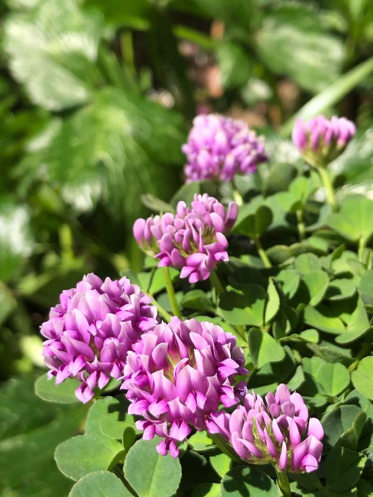 カトレアクローバー の投稿画像 By コスモスラブさん 日陰庭 月4月15日 Greensnap グリーンスナップ