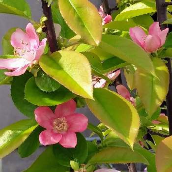 カリンの花の投稿画像一覧 Greensnap グリーンスナップ