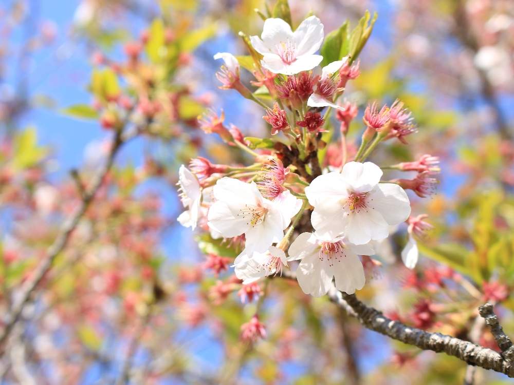 桜フォトコンの投稿画像 By 92さん 桜 ソメイヨシノと植物中毒患者と可憐と植物がモデルと一眼レフ と植物と植中毒とさくら と完全に植中毒とキャノン一眼レフとバラ科と美しいと花のある暮らし 月4月15日 Greensnap グリーンスナップ