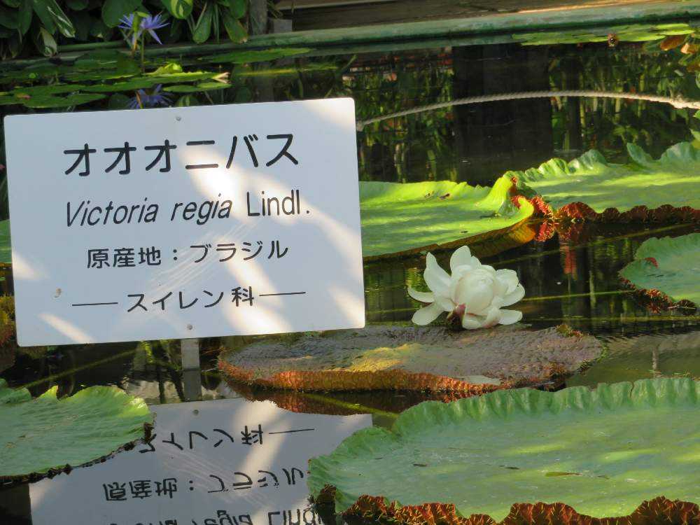 ☆希少☆オオオニバスの苗 睡蓮 南米原産