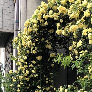 黄色い花♥︎∗*ﾟの画像 by カンパニュラさん | 小さな庭とキモッコウバラといっぱーい(*^ー^)と黄色い花♥︎∗*ﾟと花が好き❤とおうち園芸とお花に元気をいただいてと我が家の花壇ときれーい✨と꒰ღ˘◡˘ற꒱かわゅ~と花のある暮らし