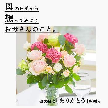 深呼吸したくなる部屋の投稿画像一覧 Greensnap グリーンスナップ 深呼吸したくなる部屋の投稿画像一覧 Greensnap グリーンスナップ