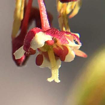 イロハモミジの花の投稿画像一覧 Greensnap グリーンスナップ