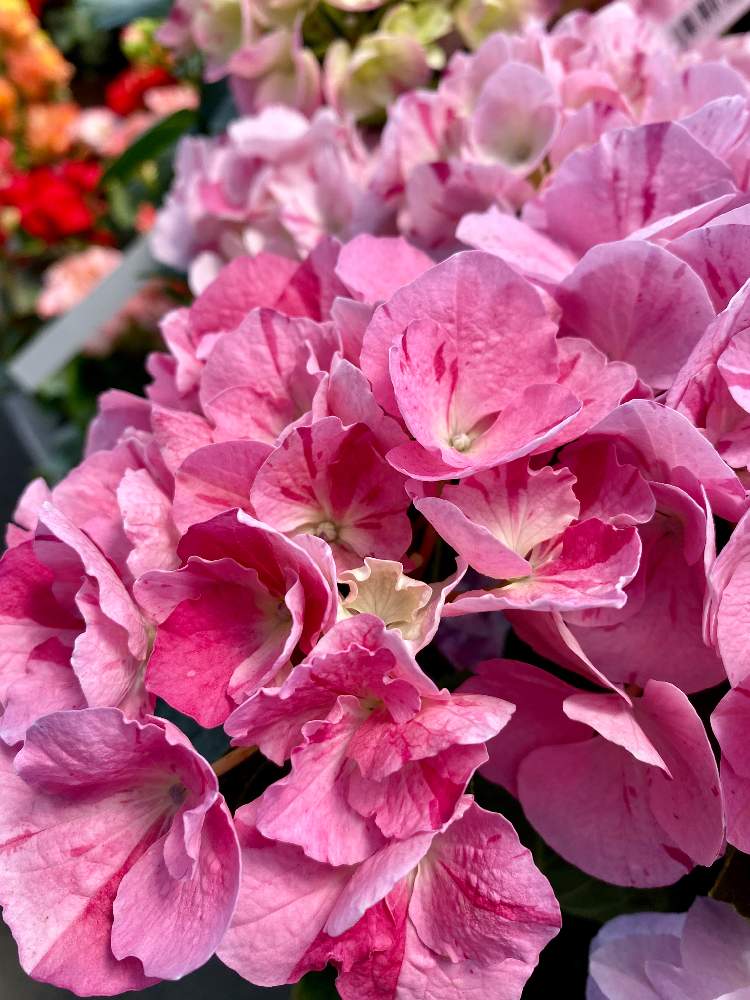 アジサイの投稿画像 By さいたまさん ハイドランジア スプラッシュと紫陽花と一輪の魅力と毎日 紫陽花と紫陽花が大好き と近所の園芸店とイキイキ と休日の過ごし方と小さい花の癒し と皆様に心から感謝 と素敵なピンクと花のある暮らしと花びらの魅力 と