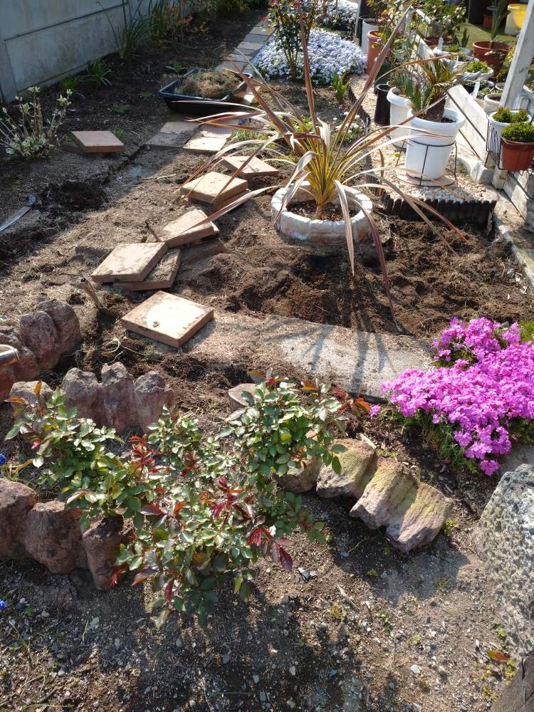 芝桜の投稿画像 By ひろし さん コルジリネ 月4月15日 Greensnap グリーンスナップ