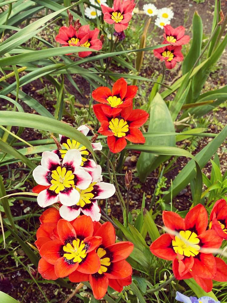 イキシアの投稿画像 By ポムポムさん 月4月15日 Greensnap グリーンスナップ