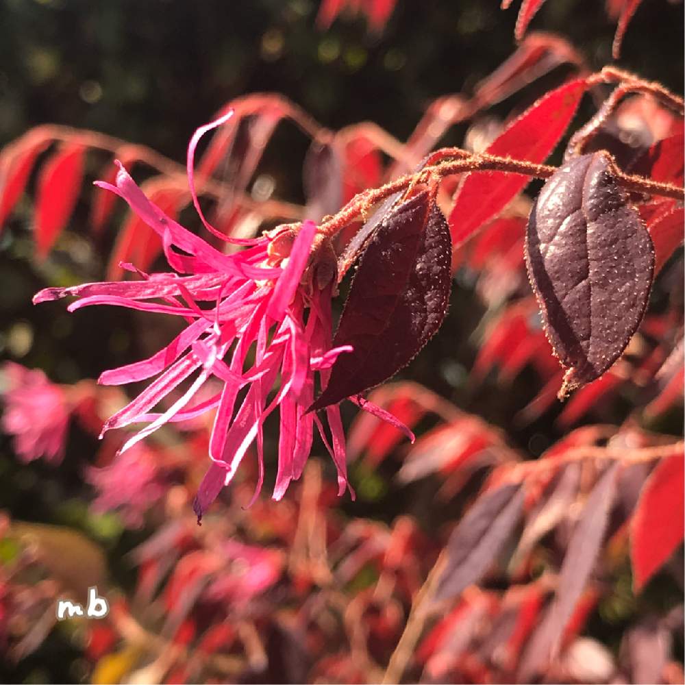 トキワマンサク ブラックパールの投稿画像 By Miibuさん 開花中と生長記録とstay Home 月4月15日 Greensnap グリーンスナップ