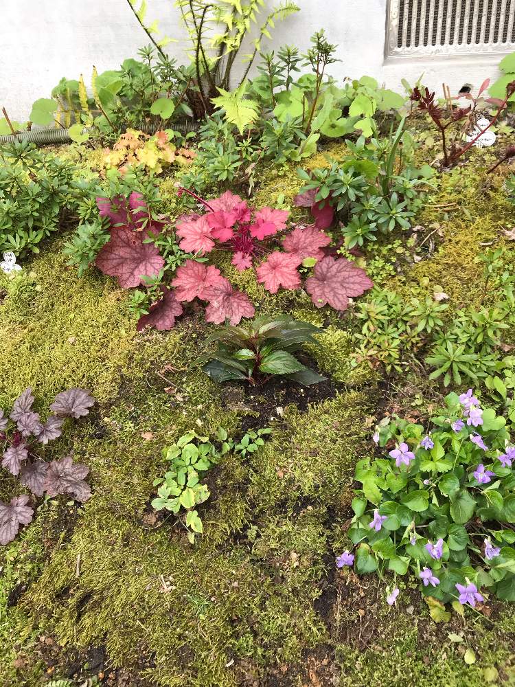 エゴポディウムの投稿画像 By ササっとさんさん ニューギニアインパチェンスロココ ナネットと学校の土手スミレとヒューケラ ライムリッキーとヒューケラ ジョージアピーチとヒューケラ シャンハイとイイ土に期待 と努力必須 とカラーリーフ大好きと春の