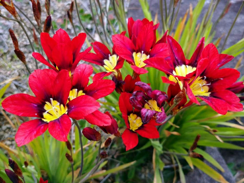 しあわせ色の投稿画像 By Toshi17さん スマホ撮影と赤い花 とかわいい とお写んぽと華やかと可憐とgs映えと癒される と爽やか と元気色と綺麗と鮮やか と花のある暮らしとvitamin Colorと接写とgreen Up とstay Homeとそのへんloveとイキシアとイキシアスポット