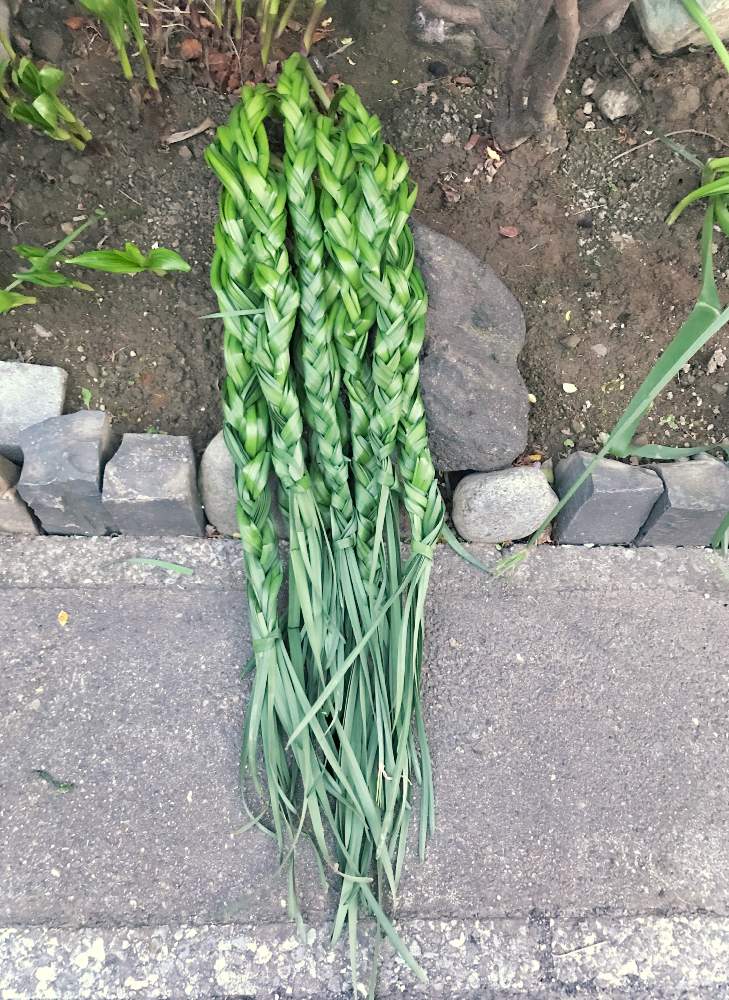 スイセンの投稿画像 By りえんぬさん 葉っぱとおうち園芸と球根と三つ編みと 秋植え球根 フォトコンテスト 月4月15日 Greensnap グリーンスナップ