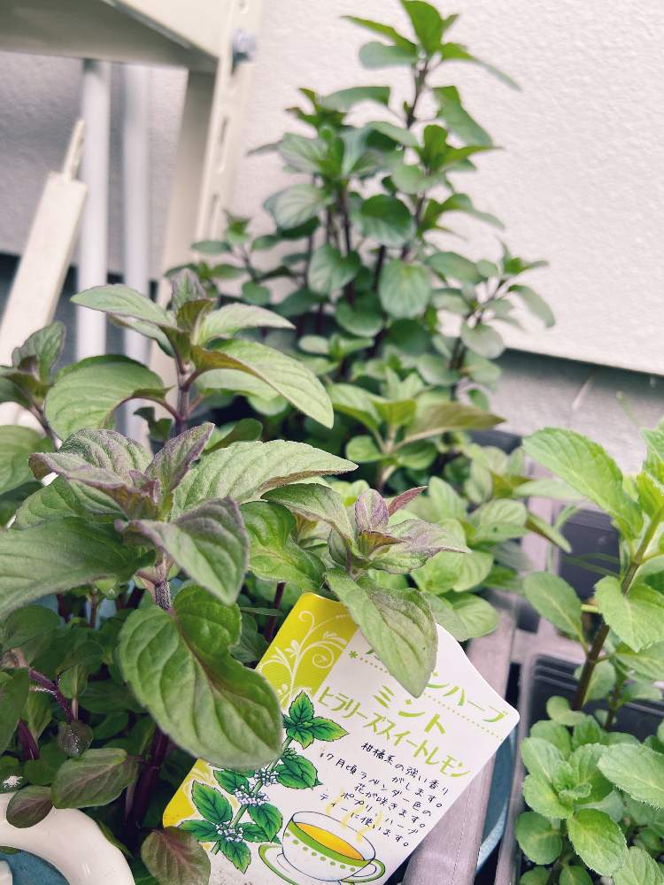 ミントの投稿画像 By まぁさん オーデコロンミントとハーブとハーブのある暮らしと ミントとおうち園芸 月4月15日 Greensnap グリーンスナップ