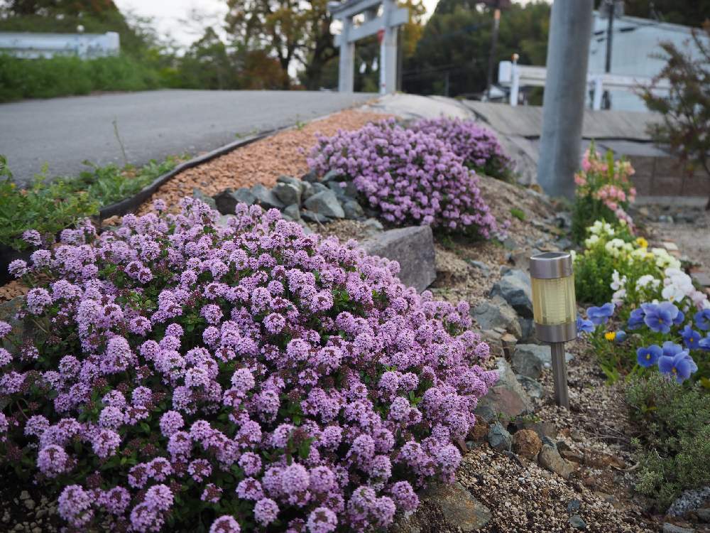 ロンギカウルスタイムの投稿画像 By Cotsubuさん 美容室とおうち園芸と紫系とタイム と花のある暮らし 月4月15日 Greensnap グリーンスナップ