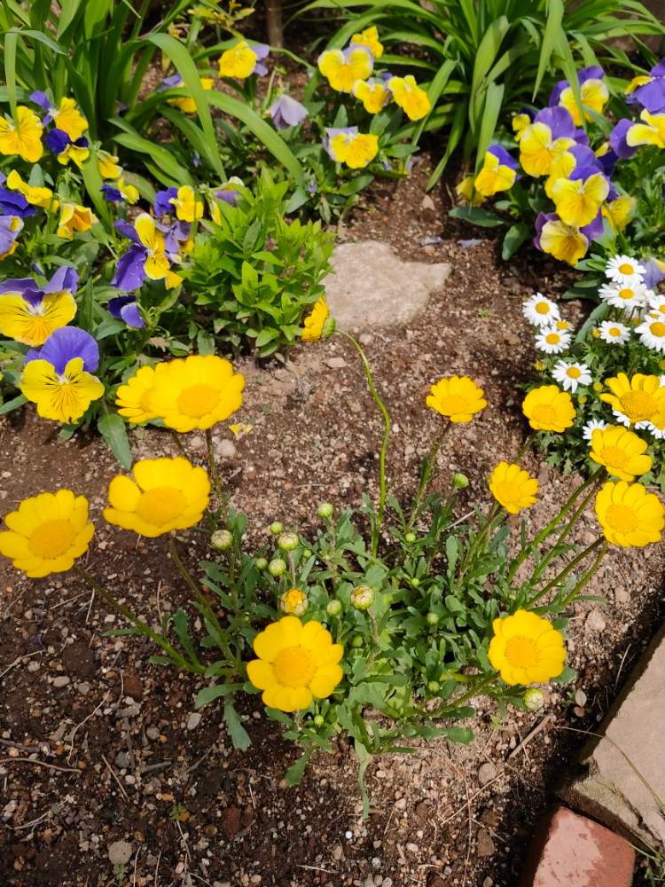 ノースポールの投稿画像 By マイズナーさん ヘメロカリスとパンジーとムルチコーレと桔梗 月4月15日 Greensnap グリーンスナップ