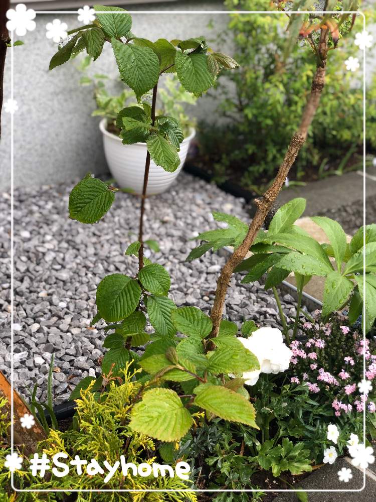オオデマリの投稿画像 By Ayakazumamaさん 花のある暮らしとオオデマリ とおうち園芸 月4月15日 Greensnap グリーンスナップ
