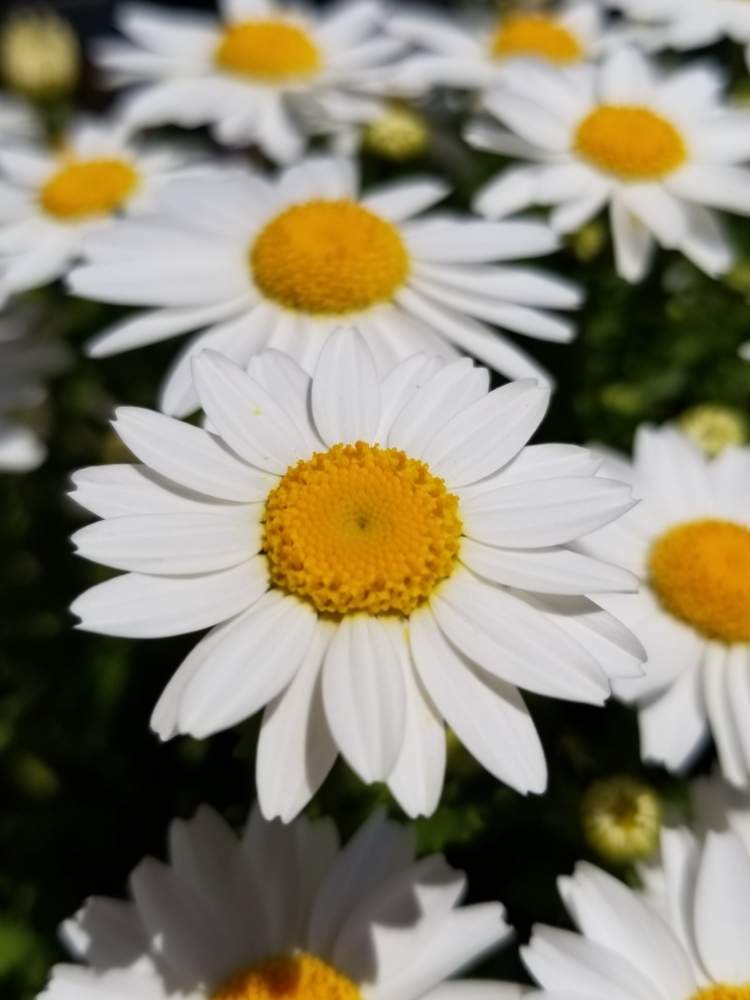 春のお花の投稿画像 By ビス王子さん 可愛いノースポールとにわとおうち園芸と可愛いと花好きとガーデニングと花のある暮らしと白い花とかわいいな と咲いた 月4月15日 Greensnap グリーンスナップ