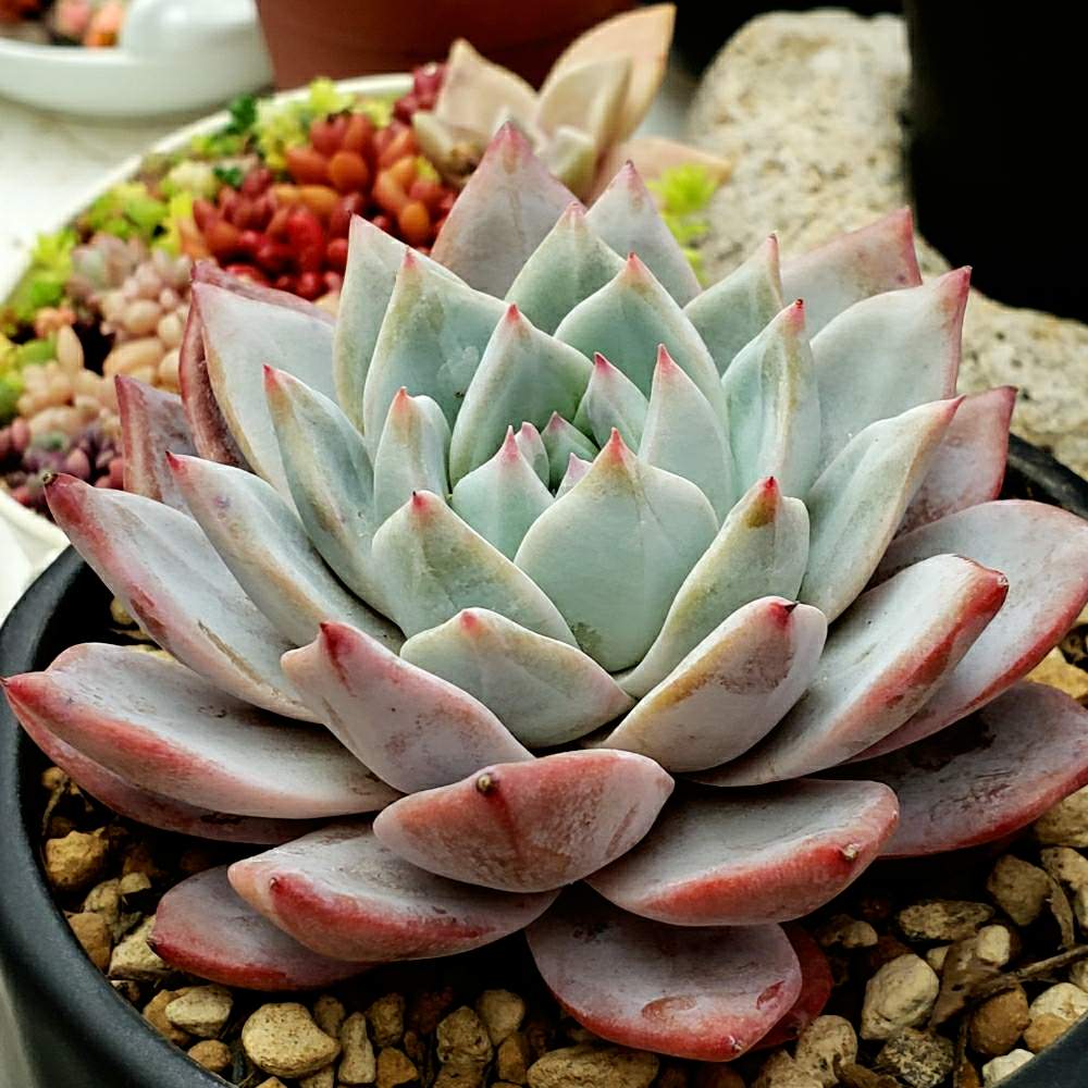 多肉植物の投稿画像 By 栗もなかさん 熊本とブルーバード と多肉おばちゃん 月4月15日 Greensnap グリーンスナップ