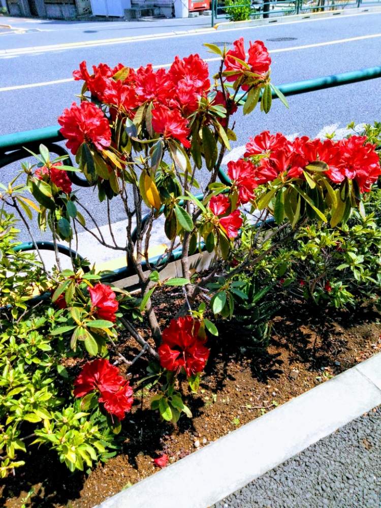 街路樹の花の投稿画像 By M Oさん 赤い石楠花 月4月16日 Greensnap グリーンスナップ