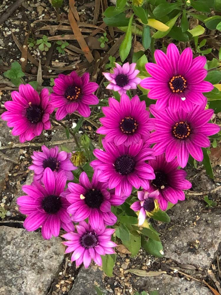 オステオスペルマムの投稿画像 By Ga さん お出かけ先と元気になって と皆様のお陰でここまで来れましたとgreenが好きとおうち園芸と私応援してますから O O とピンク大好きと ありがとうございます と晴れてるやんと花粉飛散日と 花のある暮らしとベランダ菜園 オステオスペルマムの投稿画像 By Ga さん お出かけ先と元気になって と皆様のお陰でここまで来れましたとgreenが好きとおうち園芸と私応援してますから O O とピンク大好きと ありがとうございます と晴れてるやんと花粉飛散日と 花のある暮らしとベランダ菜園