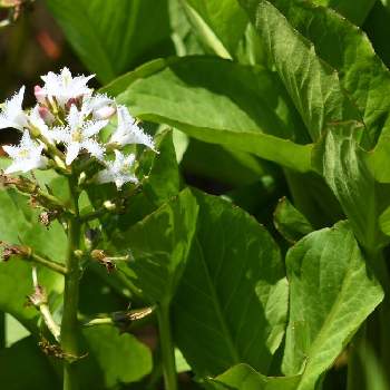 水辺に咲く花の投稿画像一覧 Greensnap グリーンスナップ