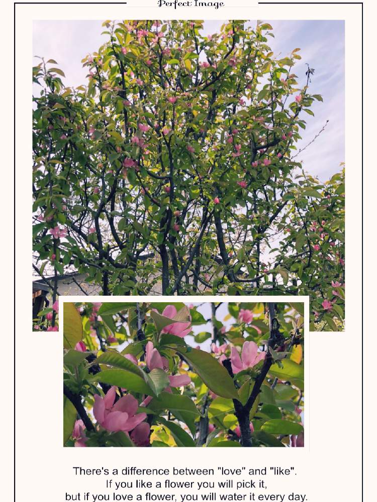 カリン 花梨 の花の投稿画像 By じゅんさん ピンク ぴんく Pinkと癒しの花 と癒し空間 と花が好き と植中毒 とおうち園芸とgsミニモニ とバラと夢clubとかわいい と優しいお花 と花のある暮らしとチーム福岡と癒し 月4月16日 Greensnap