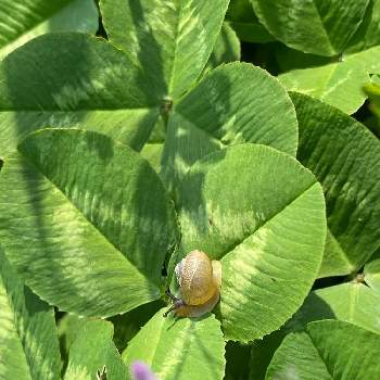 赤ちゃんカタツムリの投稿画像一覧 Greensnap グリーンスナップ