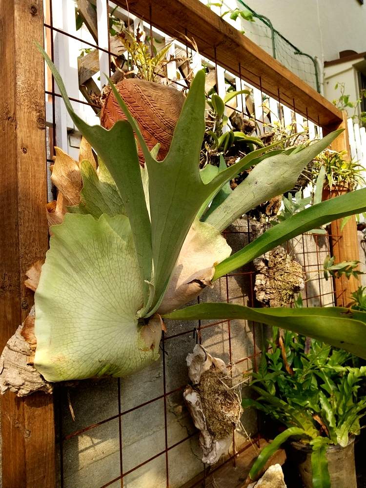 オープニングセール 着生ラン ビカクシダグランデ 観葉植物 洋ラン コルクつけ コウモリラン 植物 観葉植物 Nicholaskralev Com