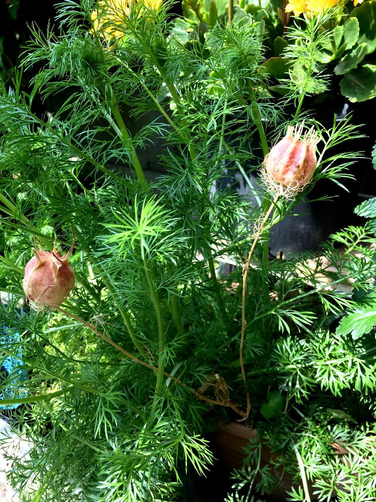 クロタネソウ ニゲラ の投稿画像 By あやちゃんですさん 葉っぱが綺麗と元気なお花とお花が好き とお花が可愛いと青空の下でと花のある暮らし 月4月16日 Greensnap グリーンスナップ