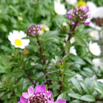 イベリス  クイーンアメジストの画像 by ＹＵＭＩＫＯさん | 小さな庭と花が好き❤とかわいい♡と大好きと植中毒と花のある暮らしといい色♡とイベリス。とイベリス  クイーンアメジスト