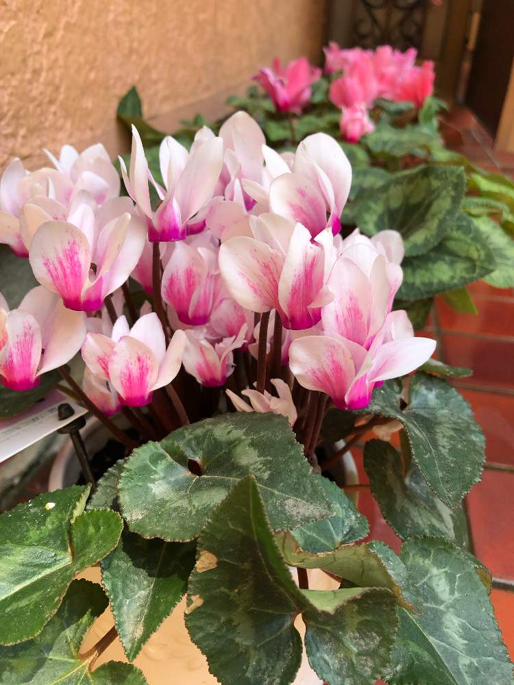 雪うさぎの投稿画像 By のーこさん シクラメン 月4月16日 Greensnap グリーンスナップ