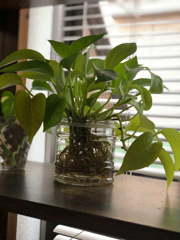 ポトス水耕栽培 Greensnap グリーンスナップ